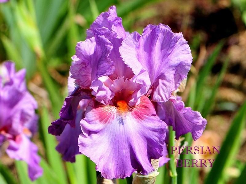 Le Jardin d&rsquo;Iris Bubry (56), collection d&rsquo;iris