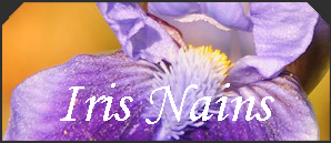 Iris nains