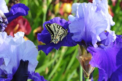 le papillon sur lIris