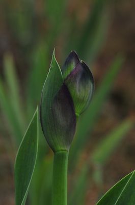 naissance dune fleur